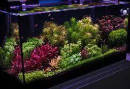 Jak często wymieniać wodę w akwarium? Zasady i harmonogram