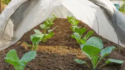 Młoda sałata pod osłonami chroni się przed przymrozkami. Zdrowe, zielone liście rozwijają się w żyznej ziemi.