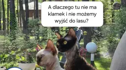 Poznaj zaskakujące powody braku klamek w budynkach - 5 faktów