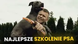 Poznaj skuteczne metody jak wytresować amstaffa: 8 sprawdzonych zasad