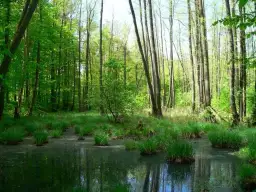 Rezerwaty przyrody Lubuskie - odkryj piękno natury w regionie