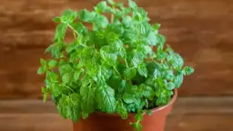 Jak zasadzić miętę w doniczce i uniknąć najczęstszych błędów