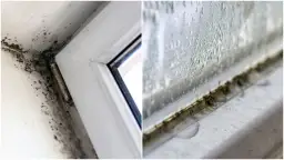 Pleśń i wilgoć na uszczelce okna.