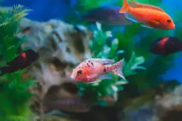 Dlaczego rybki się podgryzają? Poznaj przyczyny i jak temu zapobiec