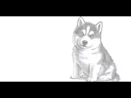 Jak łatwo narysować psa husky krok po kroku dla początkujących