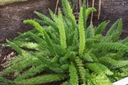 Asparagus ogrodowy: jadalny i zdrowy przysmak - co warto wiedzieć