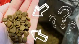 Ile waży 1 łyżka suchej karmy dla psa? Zaskakujące fakty o porcjach