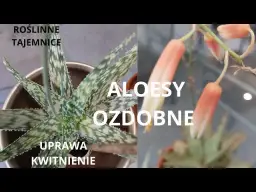Kwitnienie aloesu w domu: Jak to osiągnąć i dlaczego nie kwitnie?