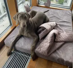 Jak nauczyć szczeniaka spać samemu bez stresu i zmartwień