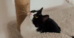 Kotka sika poza kuwetą? Zdiagnozuj przyczynę i znajdź rozwiązanie!