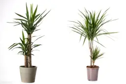 Czy juka jest trująca dla psa? Objawy i zagrożenia dla zdrowia