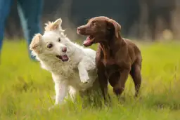 Emotionen bei Hunden sehen lernen: So erkennen Sie ihre Gefühle