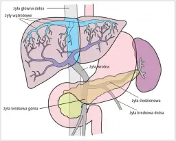 Krążenie wrotne wątrobowe: 5 faktów o wpływie na Twoje zdrowie