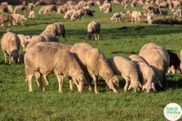 Bacówka u Wojtka: Prawdziwy smak Pienin i góralska przygoda