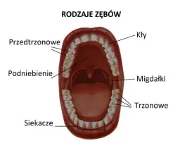Z czego są zęby? Odkryj tajemnice ich budowy i funkcji