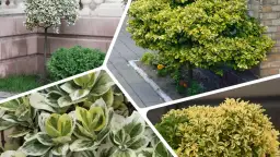 Jak przycinać trzmielinę na pniu, aby uniknąć błędów i cieszyć się zdrowiem rośliny