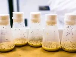 Jak rozmnażają się owocówki i jak ich obecność wpływa na żywność