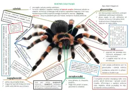 Ćwiczenia tułowia w krzyżówce: Szybkie odpowiedzi i synonimy