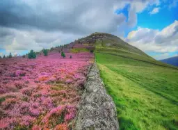 Dlaczego oset jest symbolem Szkocji? Odkryj jego tajemnice i znaczenie