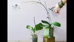 Jak przycinać storczyki phalaenopsis, aby uniknąć ich osłabienia