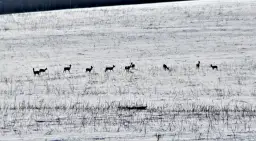 Stado saren na ośnieżonym polu. Czy każdy myśliwy dokarmia zwierzęta zimą? Widać, że te potrzebują pomocy.