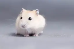 Uroczy chomik syryjski z dużymi oczami. Czy z chomikiem trzeba chodzić do weterynarza? Tak, jeśli zauważysz u niego niepokojące objawy.