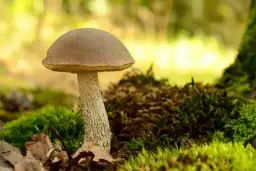 Koźlarz biały - smaczny grzyb czy trujący sobowtór?