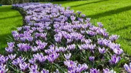 Kiedy sadzić krokusy na trawniku, aby cieszyć się pięknem wiosny