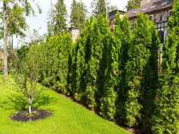 Jaki nawóz pod tuje szmaragdowe zapewni zdrowy wzrost i kolor?