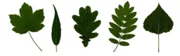 Pięć zielonych liści polskich drzew: klonu, wierzby, dębu, jarzębiny i topoli, ułożonych na białym tle.
