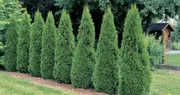 Czy tuja jest trująca dla psa? Objawy i pierwsza pomoc