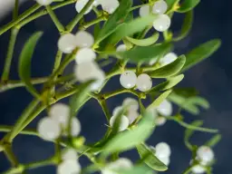 Gałązki jemioły z białymi owocami. To właśnie ona, symbol życia i płodności, wyjaśnia, dlaczego jemioła jest symbolem świąt.