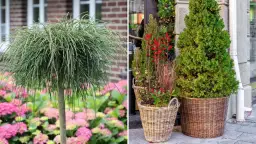 Jakie drzewa do donic na taras - piękne rośliny, które przetrwają