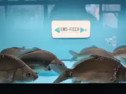 Karpfen kaufen: Die besten Orte und Tipps für frische Fische