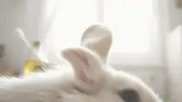 Twój królik się drapie? Rozpoznaj świerzb i szybko mu pomóż!