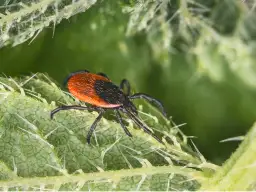 Czy kleszcz to owad? Prawda, która zaskoczy wielu ludzi