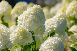 Hortensja nie kwitnie? Poznaj 7 przyczyn i skuteczne rozwiązania