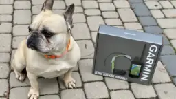 Lokalizator dla psa: GPS, Bluetooth, abonament. Jak wybrać?