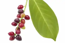 Gałązka laurowiśni z czerwonymi i fioletowymi owocami, obok zielony liść. Czy owoce są jadalne?