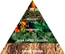 Co może jeść królik miniaturka? Kompletny poradnik żywienia