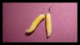 Jakie ryby biorą na białe robaki? Sprawdź skuteczność tej przynęty