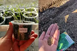 Koperek w doniczce: uprawa krok po kroku. Zawsze świeży i aromatyczny!