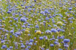 Jakie rośliny na piaszczystą glebę wybrać, aby uniknąć niepowodzeń?