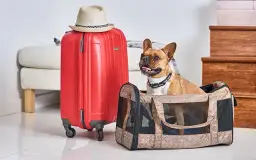 Paszport dla psa: Gdzie, jak i za ile? Kompletny poradnik