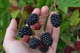 Kiedy jest sezon na jeżyny i jak je skutecznie zbierać?