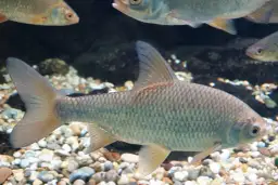 Odkryj różnorodność ryb jeziora Uściwierz - nieznane sekrety natury