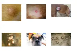 Twardy guzek pod skórą u psa: Co oznacza i jak odpowiednio zareagować?