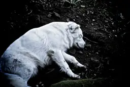 Co się dzieje z psem po śmierci? Emocjonalne aspekty i opcje działania