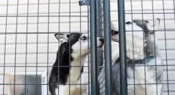 Jak założyć hotel dla psów: uniknij najczęstszych błędów i kosztów