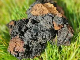 Jak zrobić nalewkę z czagi i cieszyć się jej zdrowotnymi właściwościami